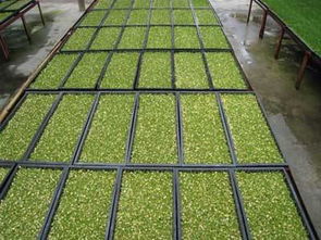 菜立方加盟,創業致富好選擇