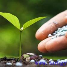 碳銨是什么肥的俗稱 碳銨肥料的特點(diǎn)和作用